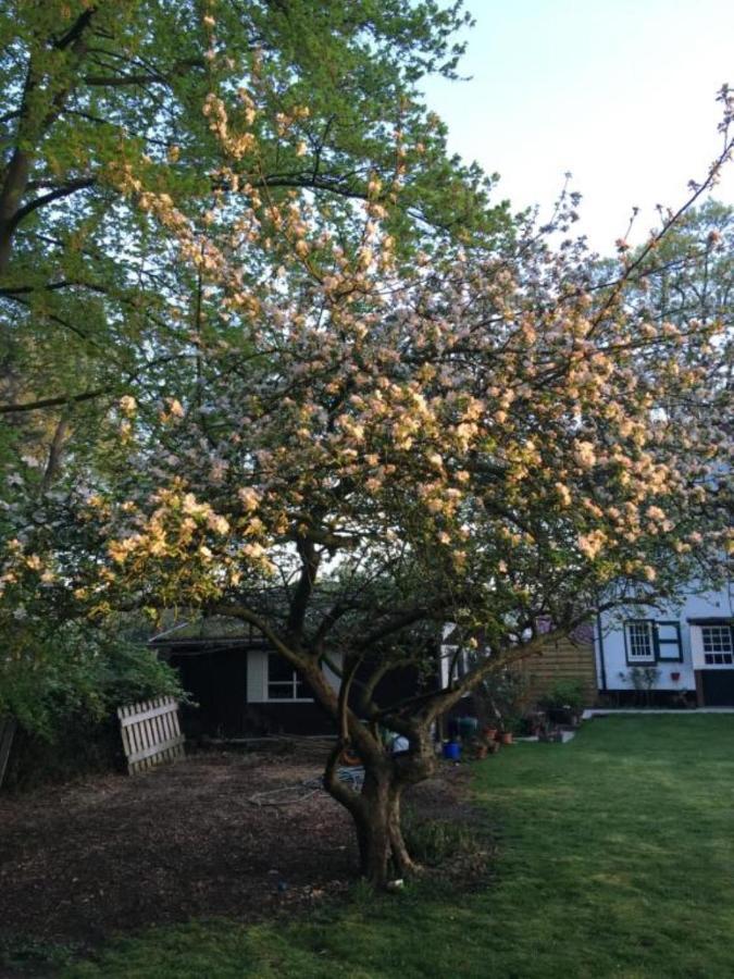 Rose House B&B Gent Bagian luar foto